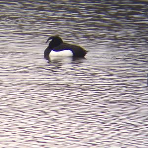 Tufted Duck