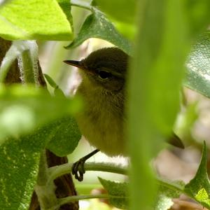 Common Chiffchaff