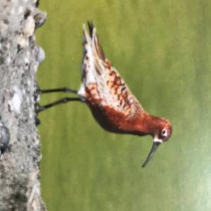 Curlew Sandpiper