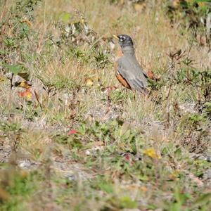 American Robin