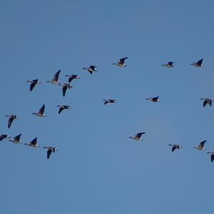 Greylag Goose