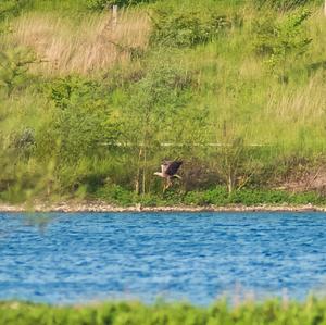 White-tailed Eagle