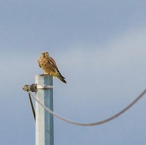 Common Kestrel