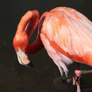 Greater Flamingo