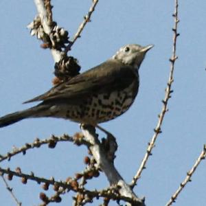 Mistle Thrush