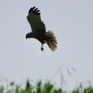 Western Marsh-harrier