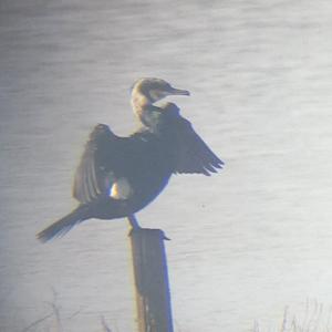 Great Cormorant