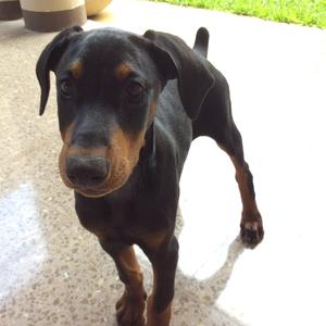 Doberman Pinscher