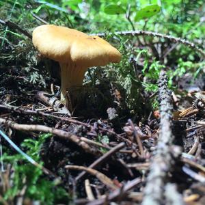 Chanterelle, Common