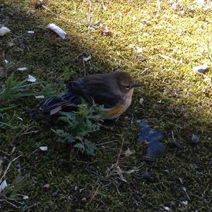 Yellow-rumped Warbler