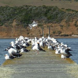 Lesser Black-backed Gull