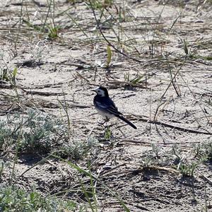 White Wagtail