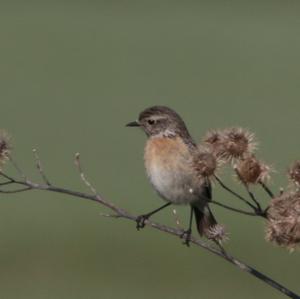 European stonechat