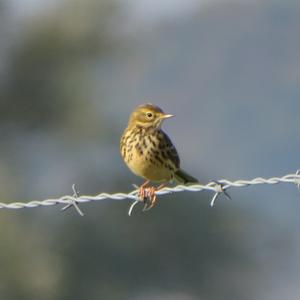 Meadow Pipit