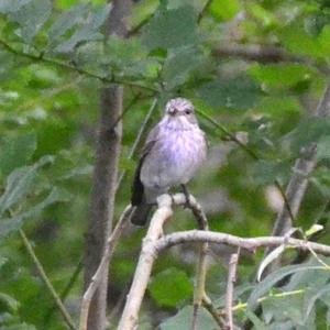 Spotted Flycatcher