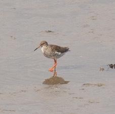 Common Redshank