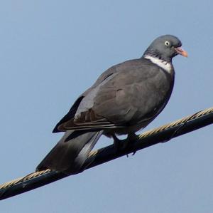 Common Wood-pigeon