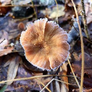 Fairy Ring Mushroom