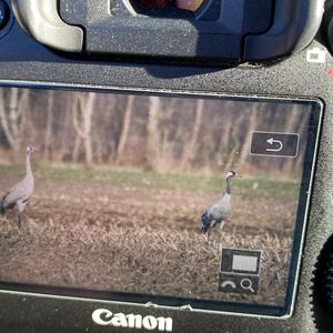 Common Crane