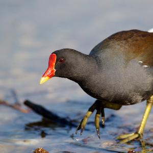 Common Moorhen