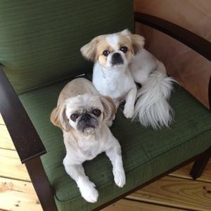 Pekingese