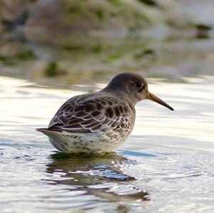 Purple Sandpiper