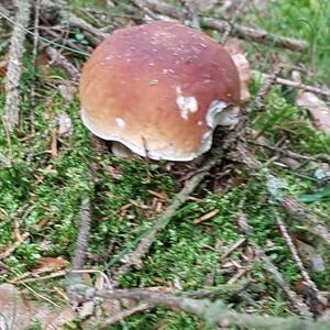 King Bolete