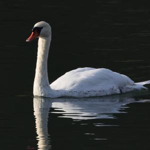 Mute Swan