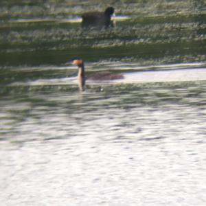 Great Crested Grebe