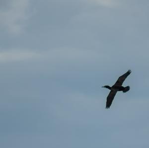 Great Cormorant