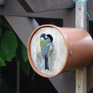 Great Tit