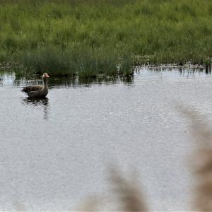 Greylag Goose