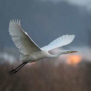 Great Egret