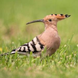 Eurasian Hoopoe