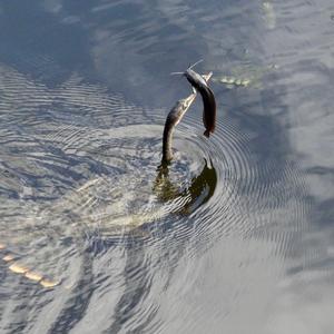 Amerikanischer Schlangenhalsvogel