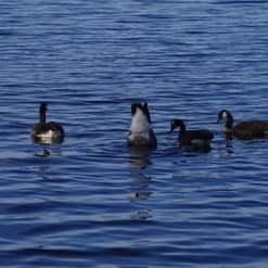 Canada Goose