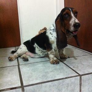 Basset Hound