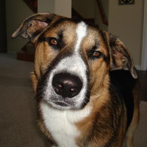 Unknown Breed