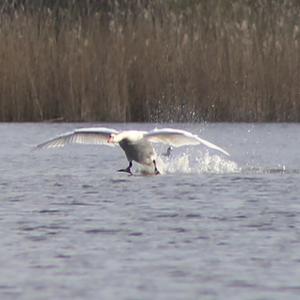 Mute Swan