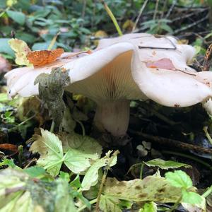 Sweetbread Mushroom