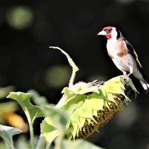 European Goldfinch