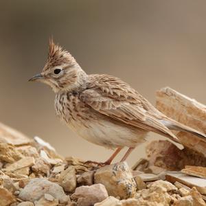 Crested Lark