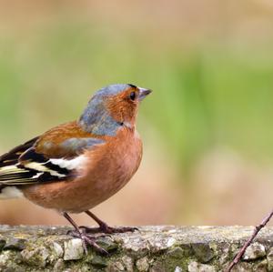 Eurasian Chaffinch