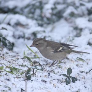 Eurasian Chaffinch