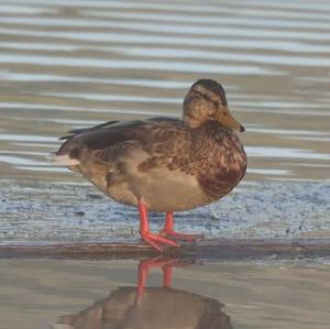 Gadwall