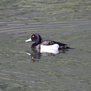 Tufted Duck