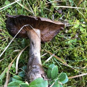 Pale-stalked Pluteus