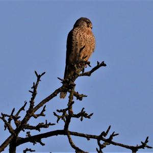 Common Kestrel