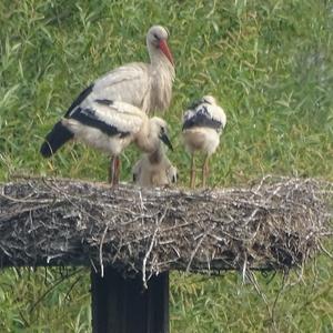 White Stork