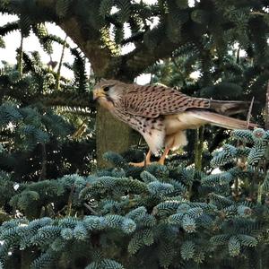 Common Kestrel